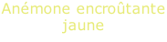 Anémone encroûtante jaune