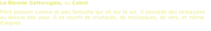 Le Blennie Gattorugine, ou Cabot Petit poisson curieux et peu farouche qui vit sur le sol. Il possède des tentacules au dessus des yeux. Il se nourrit de crustacés, de mollusques, de vers, et même d’algues.