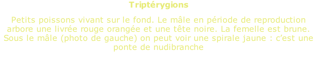 Triptérygions  Petits poissons vivant sur le fond. Le mâle en période de reproduction arbore une livrée rouge orangée et une tête noire. La femelle est brune. Sous le mâle (photo de gauche) on peut voir une spirale jaune : c’est une ponte de nudibranche