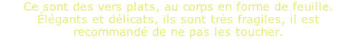 Ce sont des vers plats, au corps en forme de feuille. Élégants et délicats, ils sont très fragiles, il est recommandé de ne pas les toucher.