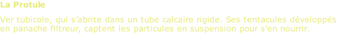 La Protule Ver tubicole, qui s’abrite dans un tube calcaire rigide. Ses tentacules développés en panache filtreur, captent les particules en suspension pour s’en nourrir.