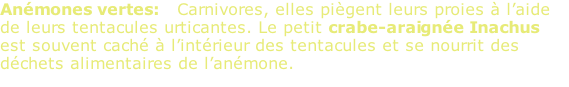 Anémones vertes:   Carnivores, elles piègent leurs proies à l’aide de leurs tentacules urticantes. Le petit crabe-araignée Inachus est souvent caché à l’intérieur des tentacules et se nourrit des déchets alimentaires de l’anémone.