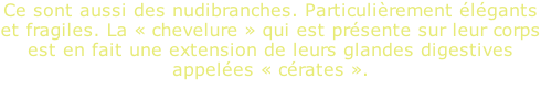 Ce sont aussi des nudibranches. Particulièrement élégants et fragiles. La «&nbsp;chevelure&nbsp;» qui est présente sur leur corps est en fait une extension de leurs glandes digestives appelées «&nbsp;cérates&nbsp;».